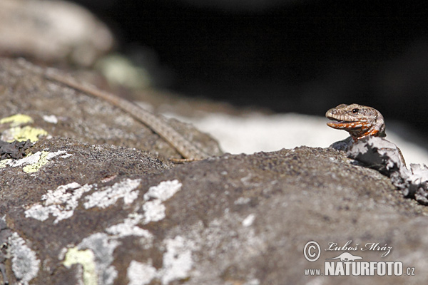 Lacerta muralis