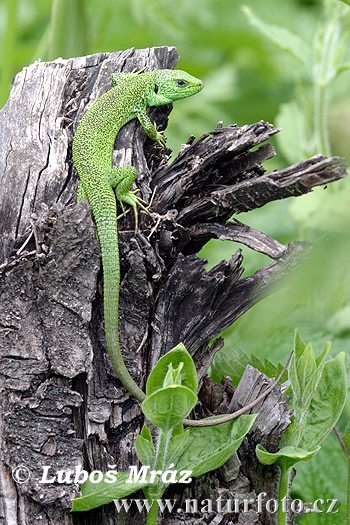 Lacerta trilineata