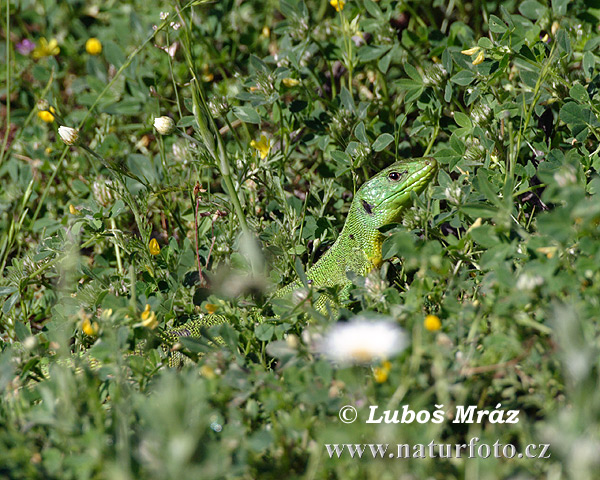 Lacerta trilineata