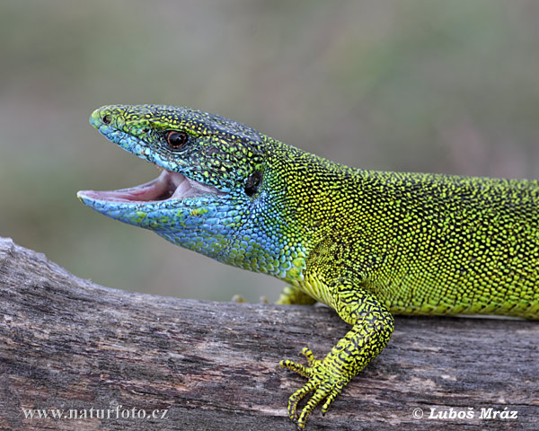 Lacerta viridis