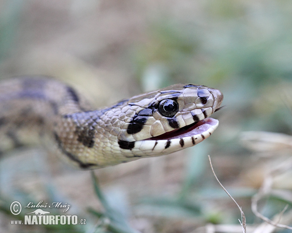 Ladder snakes hi-res stock photography and images - Alamy