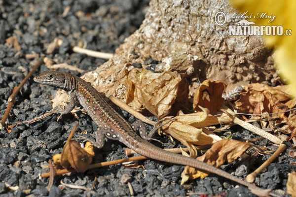 Lagarto atlántico