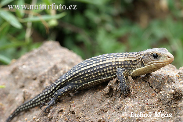 Lagarto plateado de Sudán