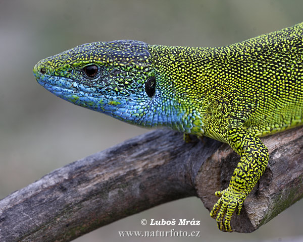 Lagarto verde oriental