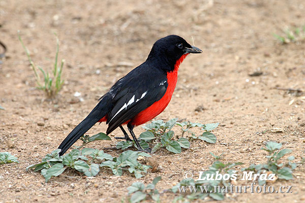 Laniarius atrococcineus