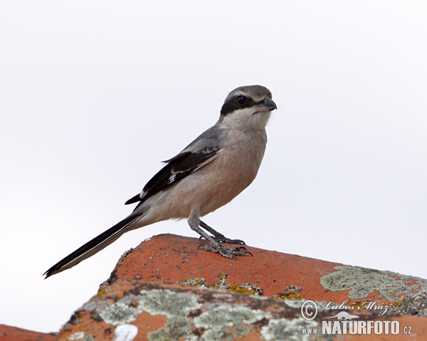 Lanius meridionalis