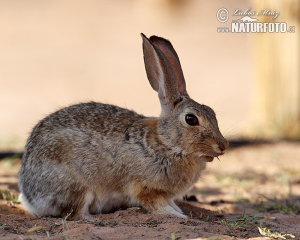 Lapin d'Audubon