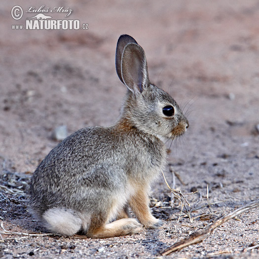 Lapin d'Audubon