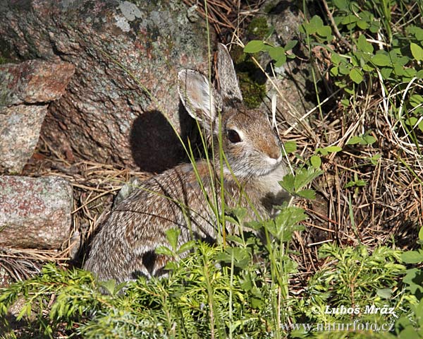 Lapin de Nuttall