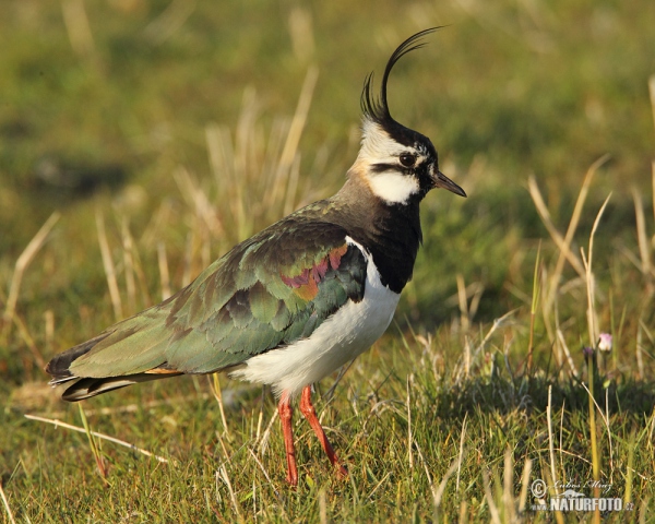 Lapwig (Vanellus vanellus)