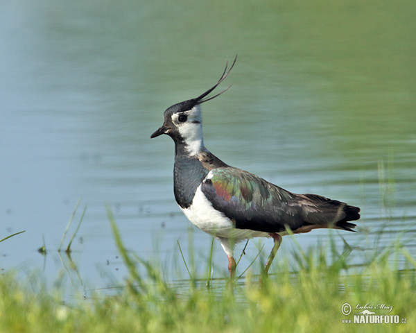 Lapwig (Vanellus vanellus)