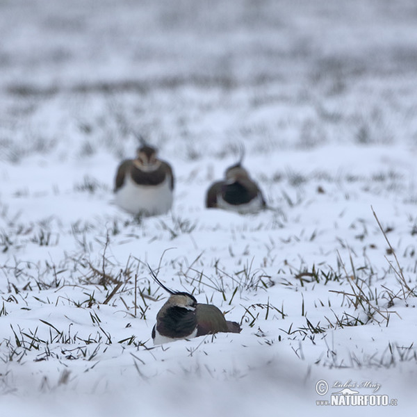 Lapwig (Vanellus vanellus)