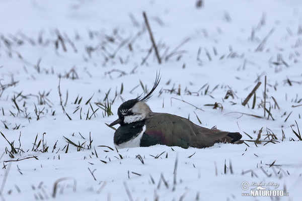 Lapwig (Vanellus vanellus)