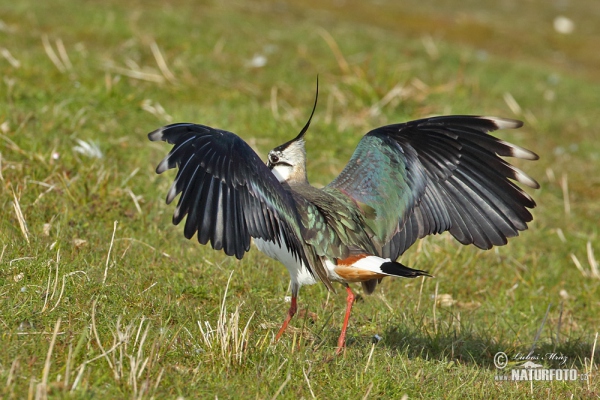 Lapwig (Vanellus vanellus)