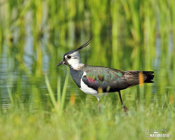 Lapwig (Vanellus vanellus)