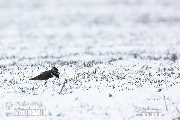 Lapwig (Vanellus vanellus)