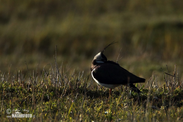 Lapwig (Vanellus vanellus)