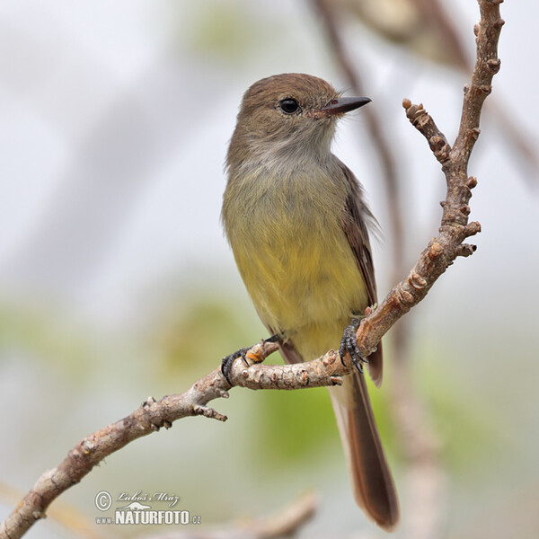 Large-billed Flycather (Myiarchus magnirostris)