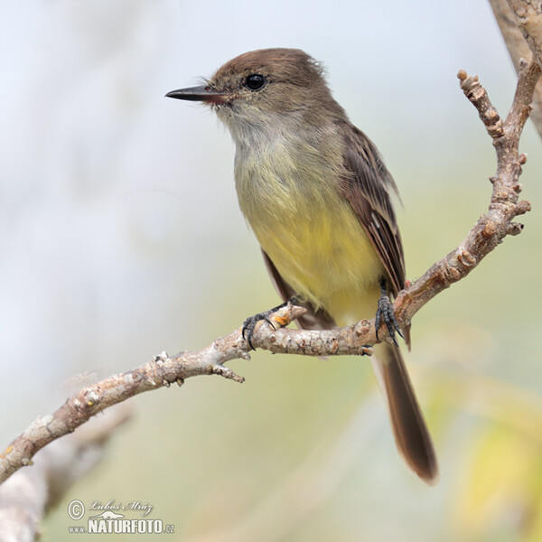 Large-billed Flycather (Myiarchus magnirostris)