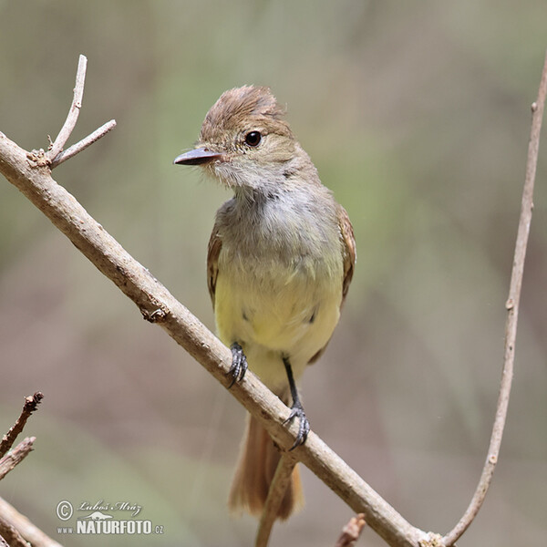 Large-billed Flycather (Myiarchus magnirostris)