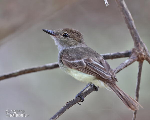 Large-billed Flycather (Myiarchus magnirostris)