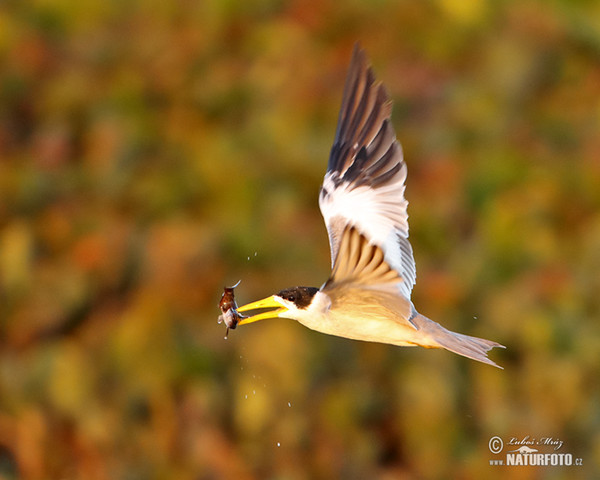 Large-billed Tern (Phaetusa simplex)