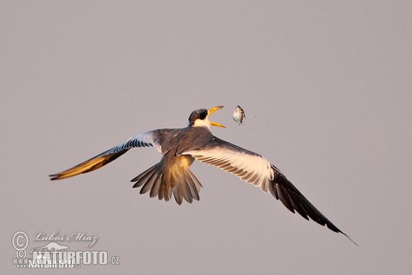 Large-billed Tern (Phaetusa simplex)