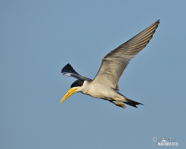 Large-billed Tern (Phaetusa simplex)