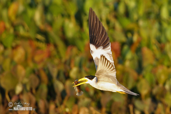 Large-billed Tern (Phaetusa simplex)