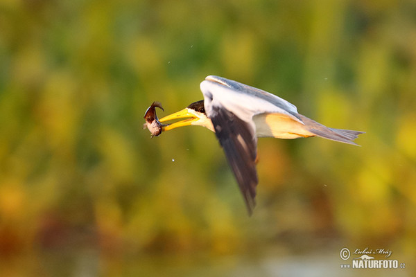 Large-billed Tern (Phaetusa simplex)