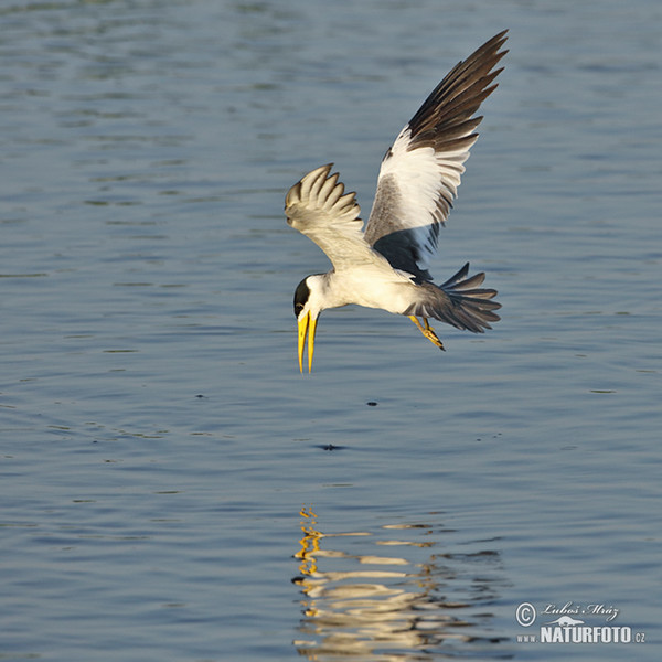 Large-billed Tern (Phaetusa simplex)