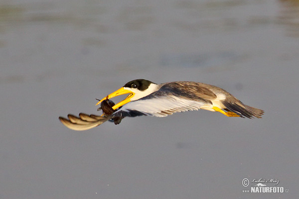 Large-billed Tern (Phaetusa simplex)