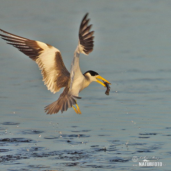 Large-billed Tern (Phaetusa simplex)