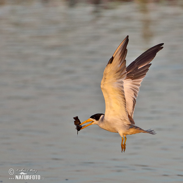 Large-billed Tern (Phaetusa simplex)