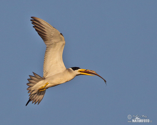 Large-billed Tern (Phaetusa simplex)