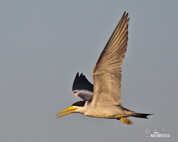 Large-billed Tern (Phaetusa simplex)