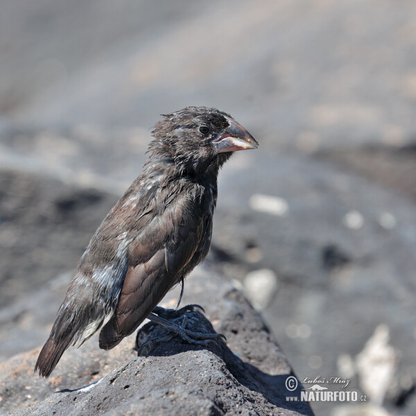 Large Cactus-Finch (Geospiza conirostris)