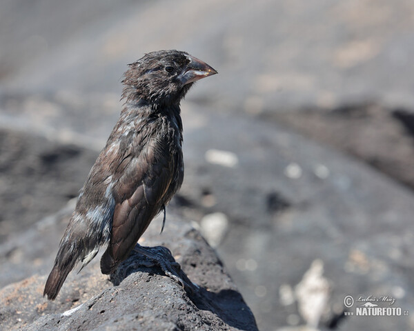 Large Cactus-Finch (Geospiza conirostris)