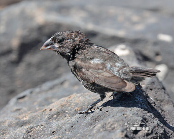 Large Cactus-Finch (Geospiza conirostris)