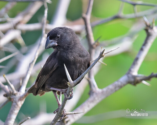 Large Ground-Finch (Geospiza magnirostris)