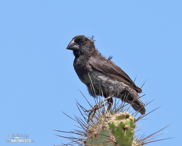 Large Ground-Finch (Geospiza magnirostris)