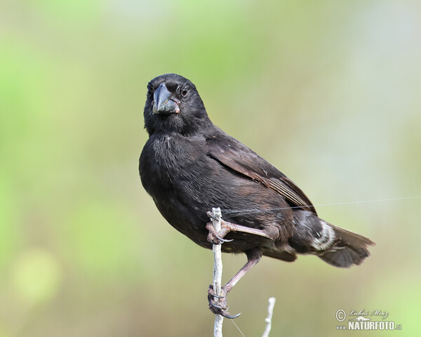 Large Ground-Finch (Geospiza magnirostris)