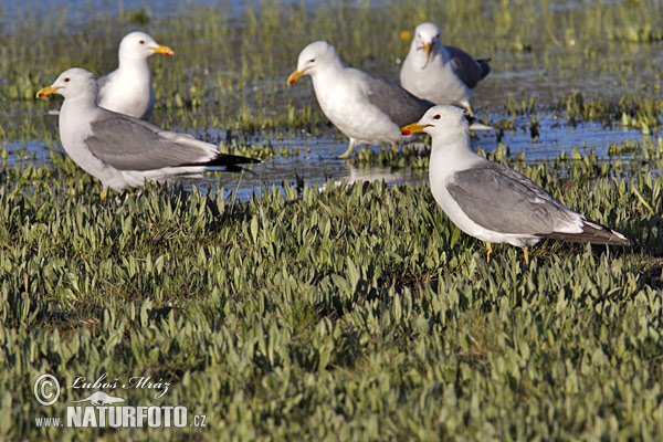 Larus californicus