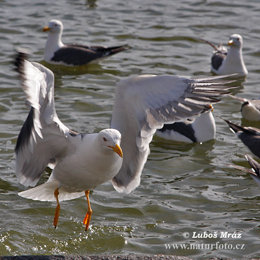 Larus fuscus