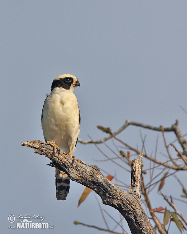 Laughing Falcon (Herpetotheres cachinnans)