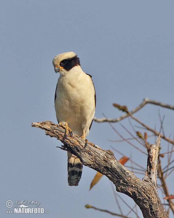 Laughing Falcon (Herpetotheres cachinnans)