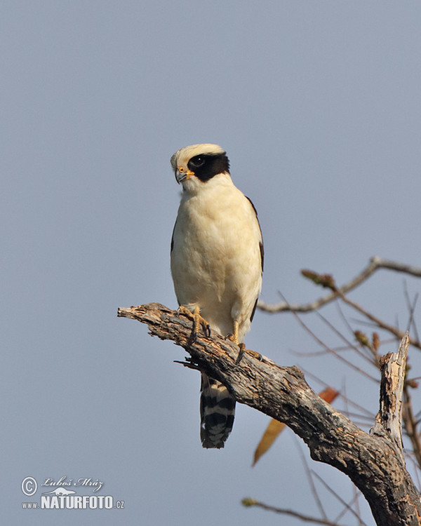 Laughing Falcon (Herpetotheres cachinnans)