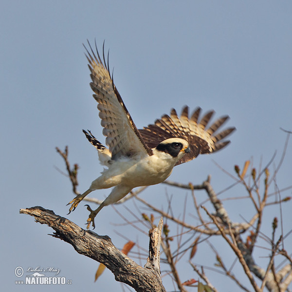 Laughing Falcon (Herpetotheres cachinnans)