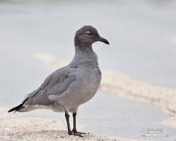 Lava Gull (Leucophaeus fuliginosus)