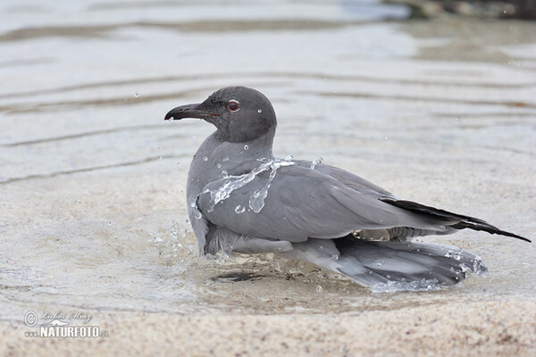 Lava Gull (Leucophaeus fuliginosus)